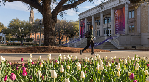 Tulips near front of library steps